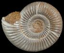 Perisphinctes Ammonite - Jurassic #6869-1